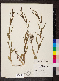 Verbena simplex image