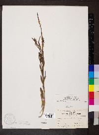 Verbena simplex image