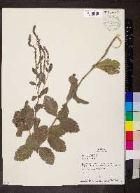 Verbena stricta image