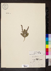 Verbena stricta image