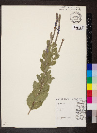 Verbena stricta image