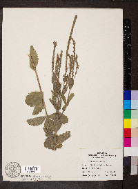 Verbena stricta image