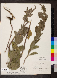 Verbena stricta image