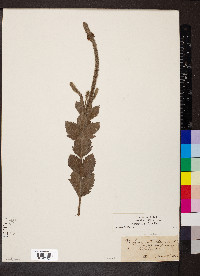 Verbena stricta image