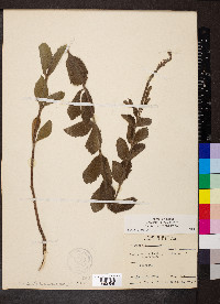 Verbena stricta image
