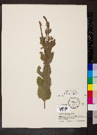 Verbena stricta image