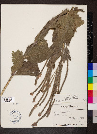 Verbena stricta image