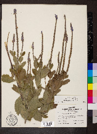 Verbena stricta image