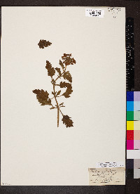 Glandularia canadensis image