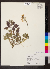 Glandularia canadensis image