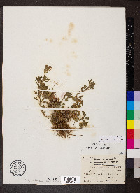 Glandularia canadensis image