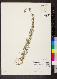 Glandularia pulchella image