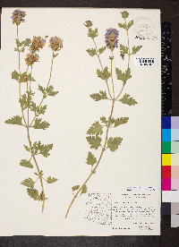 Glandularia wrightii image