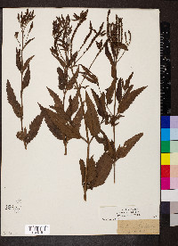 Verbena hastata image