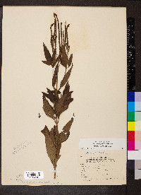 Verbena hastata image