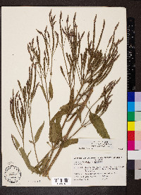 Verbena hastata image