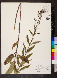 Verbena hastata image