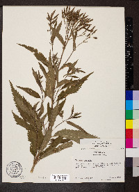 Verbena hastata image