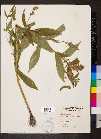 Verbena hastata image