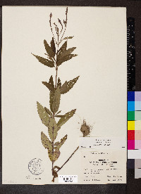 Verbena hastata image