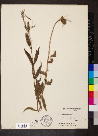 Verbena hastata image