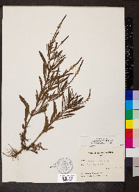 Verbena simplex image