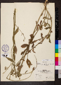 Verbena brasiliensis image