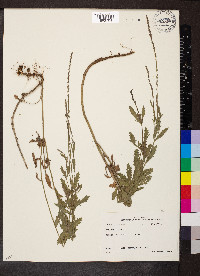 Verbena halei image