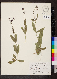 Verbena rigida image