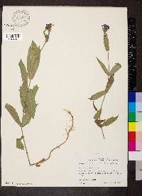 Verbena rigida image