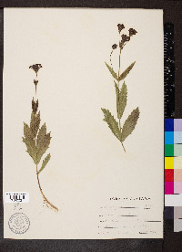 Verbena rigida image