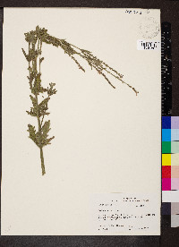 Verbena xutha image