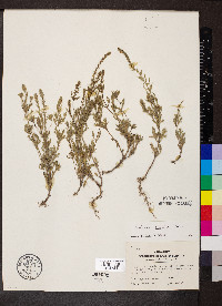 Verbena gracilis image