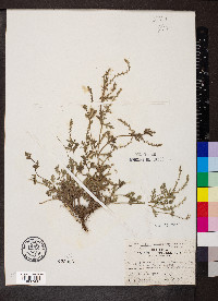 Verbena gracilis image