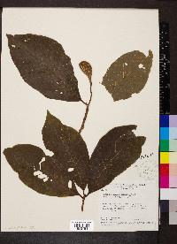 Aspidosperma subincanum image