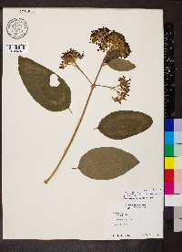 Aegiphila deppeana image