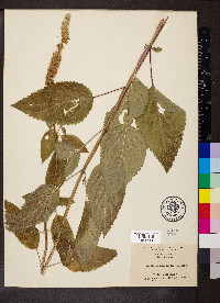 Agastache nepetoides image