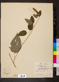 Agastache nepetoides image