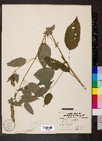 Agastache nepetoides image