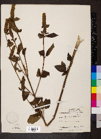 Agastache nepetoides image