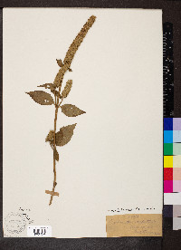 Agastache nepetoides image