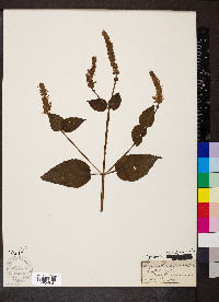 Agastache nepetoides image