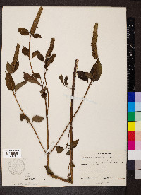 Agastache nepetoides image