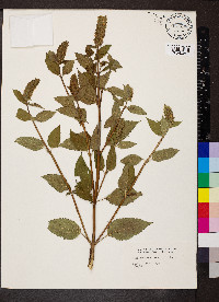 Agastache nepetoides image