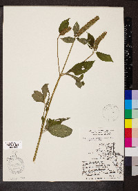 Agastache nepetoides image