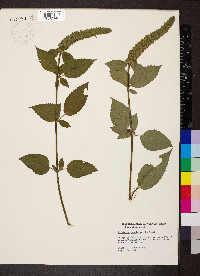 Agastache nepetoides image