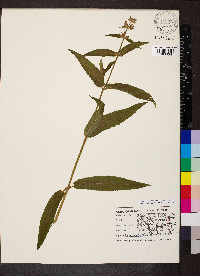 Agastache scrophulariifolia image