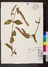 Agastache scrophulariifolia image