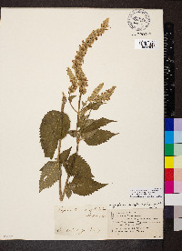 Agastache scrophulariifolia image