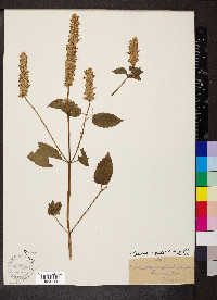 Agastache scrophulariifolia image